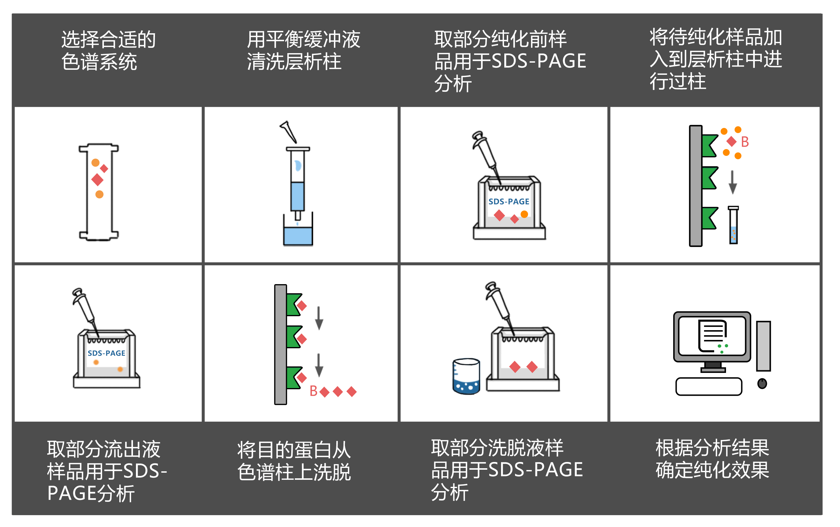 一步法蛋白质纯化流程