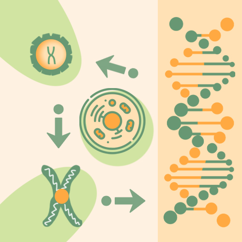 Gene Delivery Platform