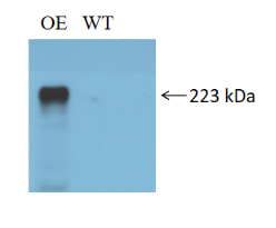 qRT-PCR validation results