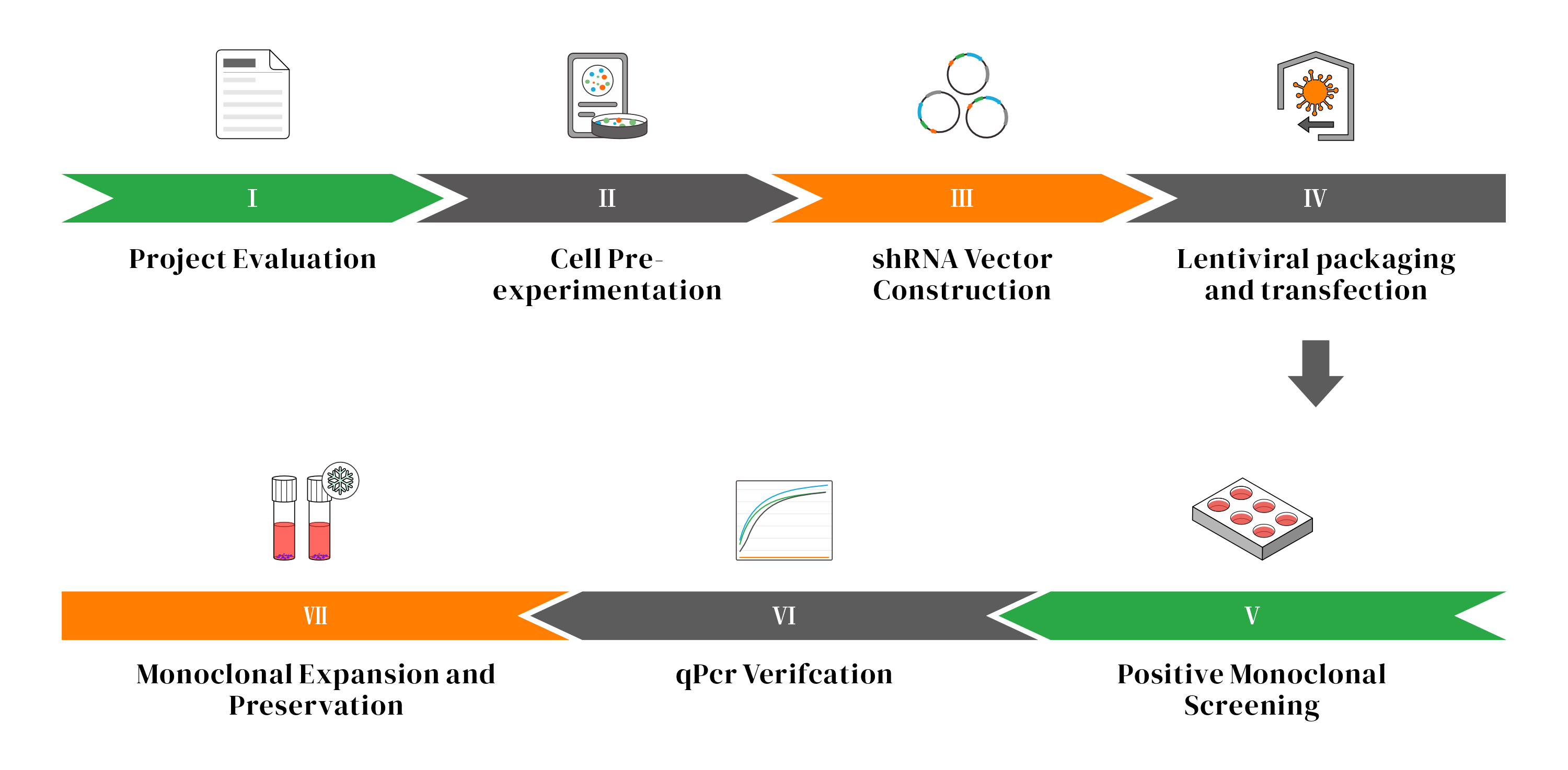 shRNA Knockdown Cell Lines Service Process