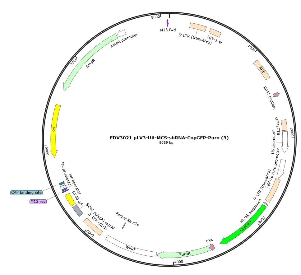Map of the EDV3021-pLV3-U6-MCS-CopGFP-Puro vector backbone