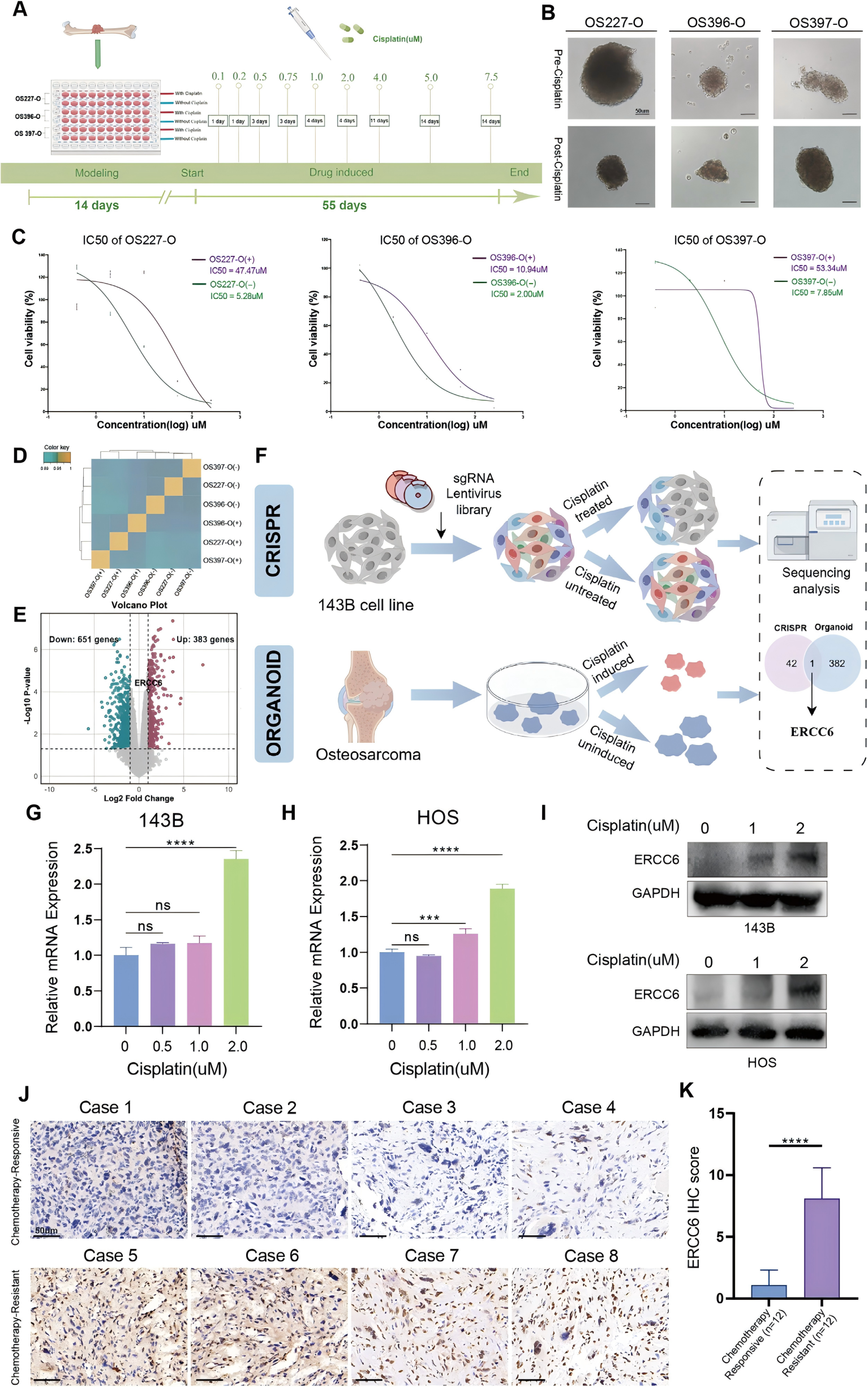 Identification of key genes associated with cisplatin resistance