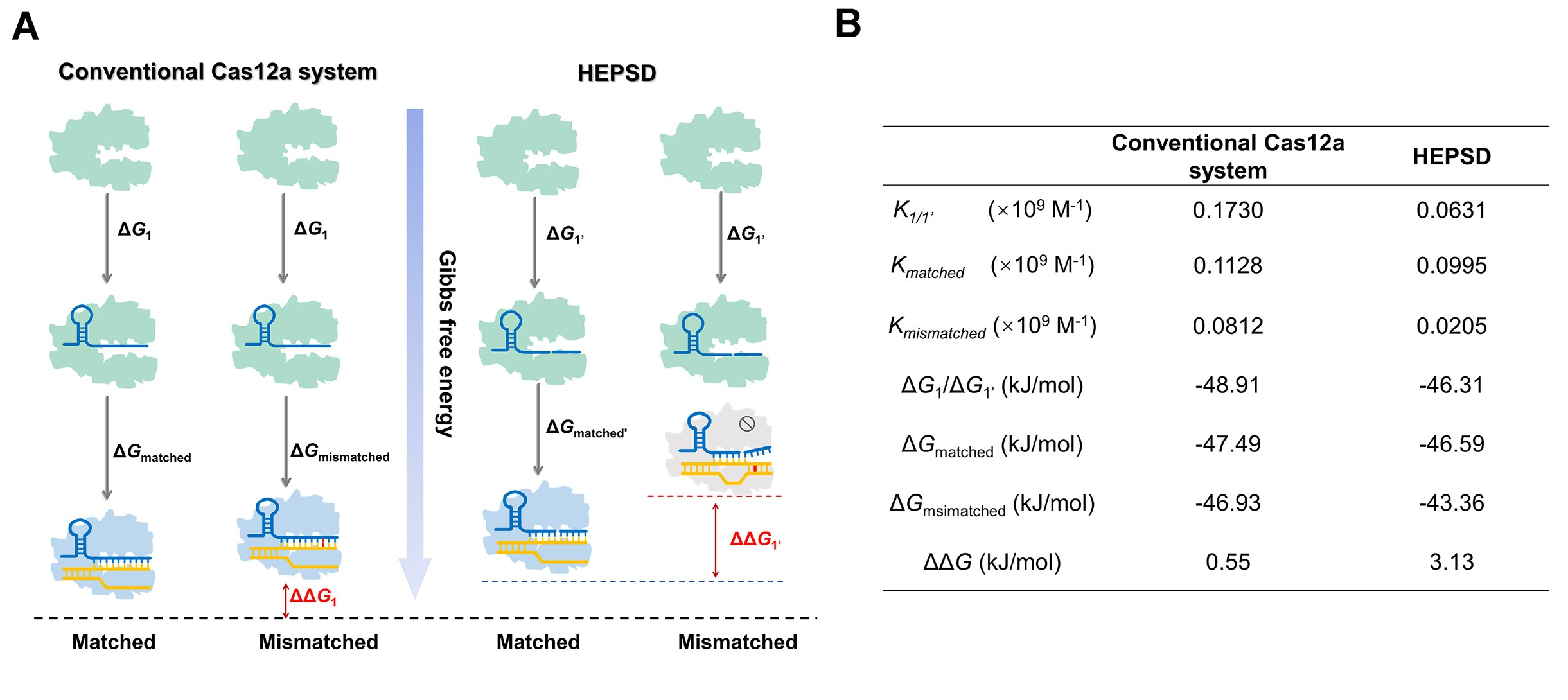 Comparative analysis of ΔG and ΔΔG values between conventional  CRISPR/Cas12a system and HEPSD platform for matched and mismatched targets