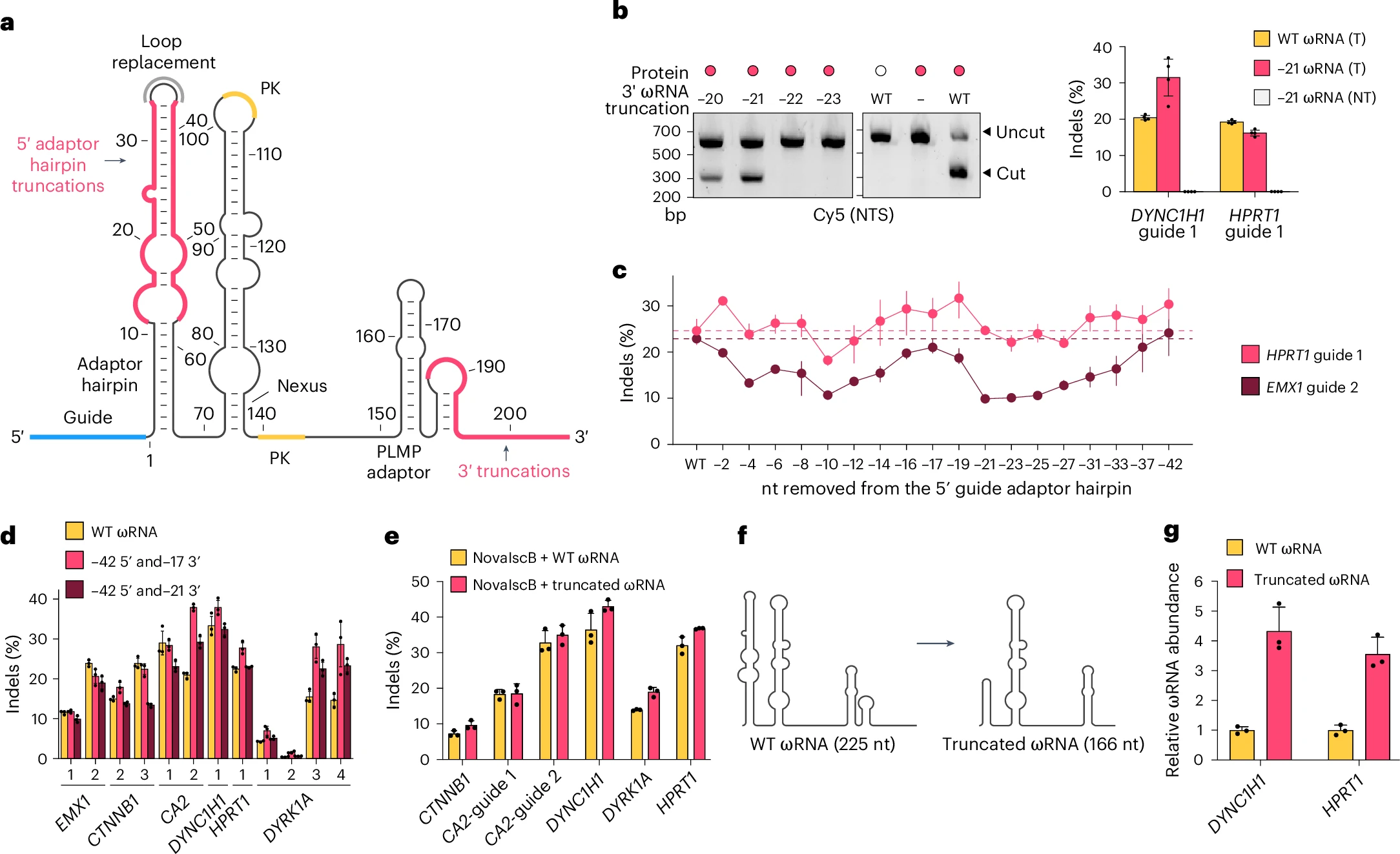 Structure-Guided Engineering of the ωRNA Scaffold