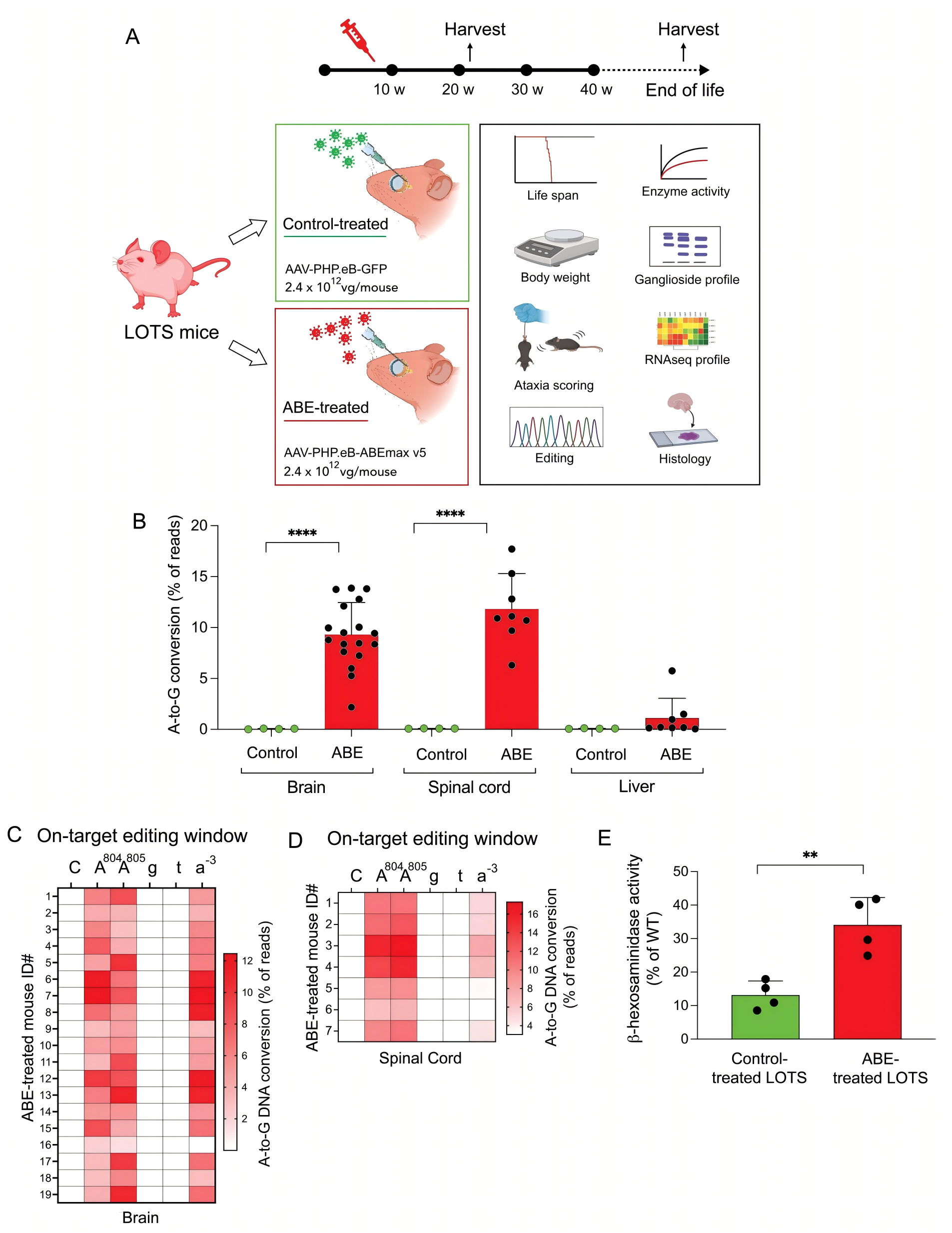 Base editing corrects the pathogenic HEXA mutation in LOTS mice