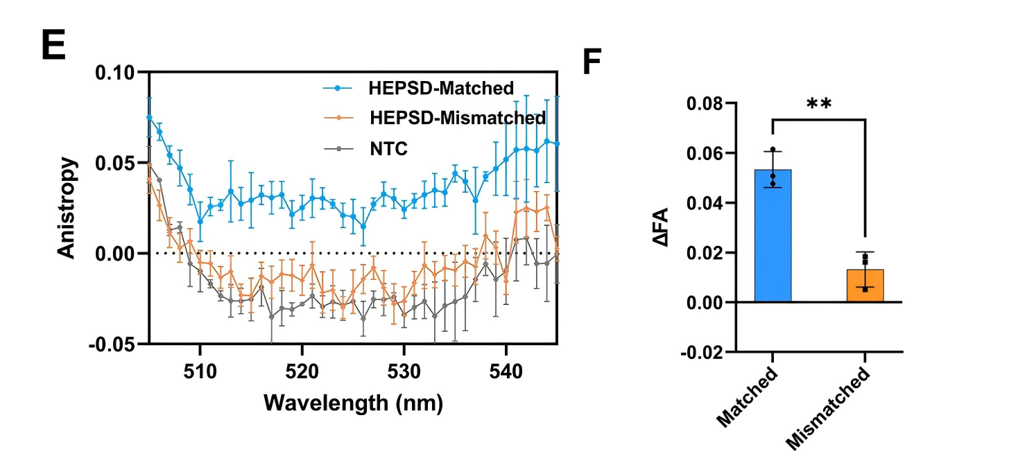 Fluorescence anisotropy analysis of binding stability between HEPSD and matched or mismatched targets