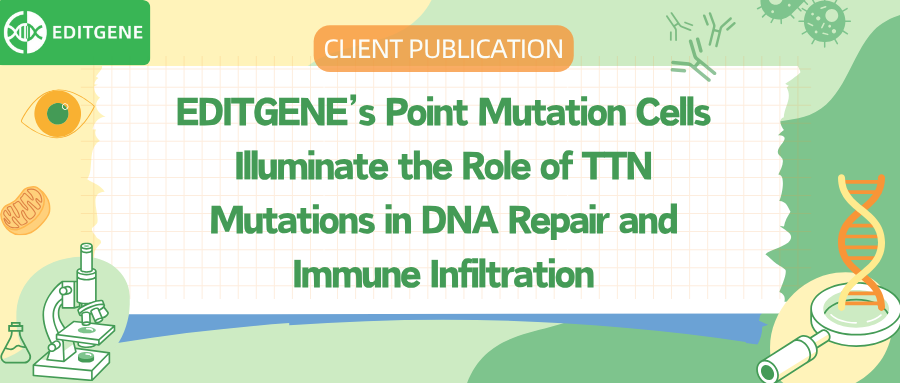 EDITGENE is honored to provide HCT116 and SW837 cells for the mechanistic investigation of TTN gene mutations affecting DNA damage repair and immune cell infiltration