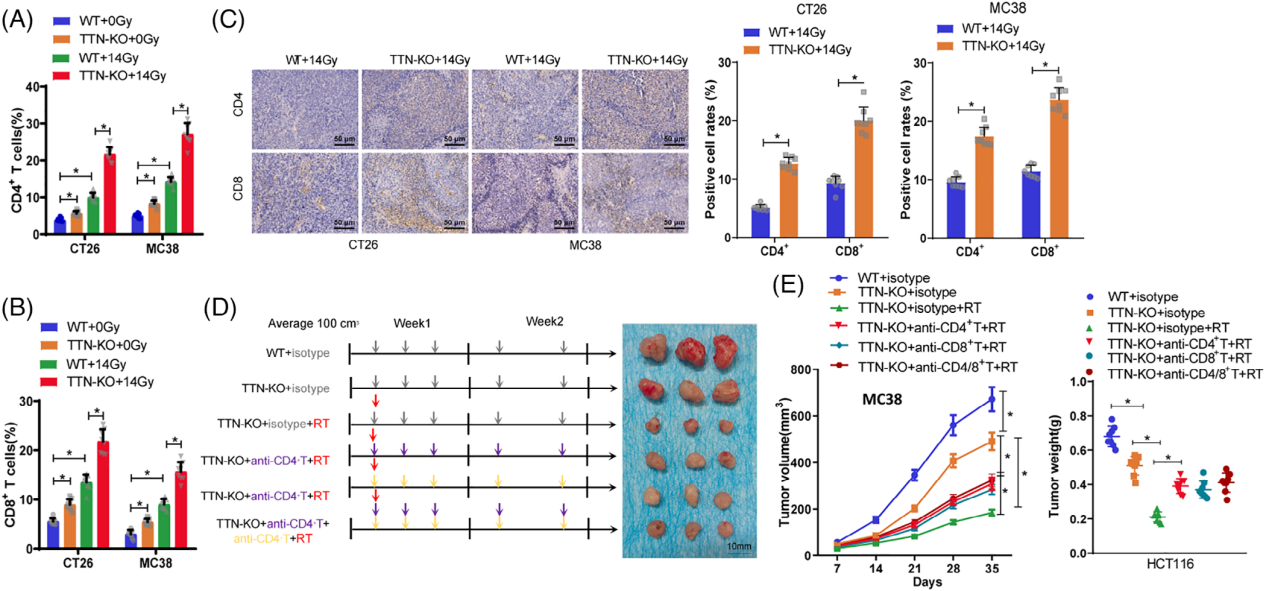 Evaluation of immune stimulation in subcutaneous xenograft mouse models following radiotherapy in TTN knockout tumors.