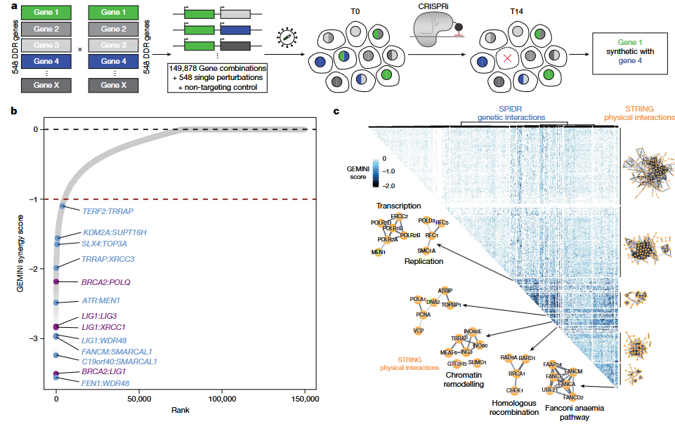 CRISPR interference-based screening of 548 core DNA repair genes