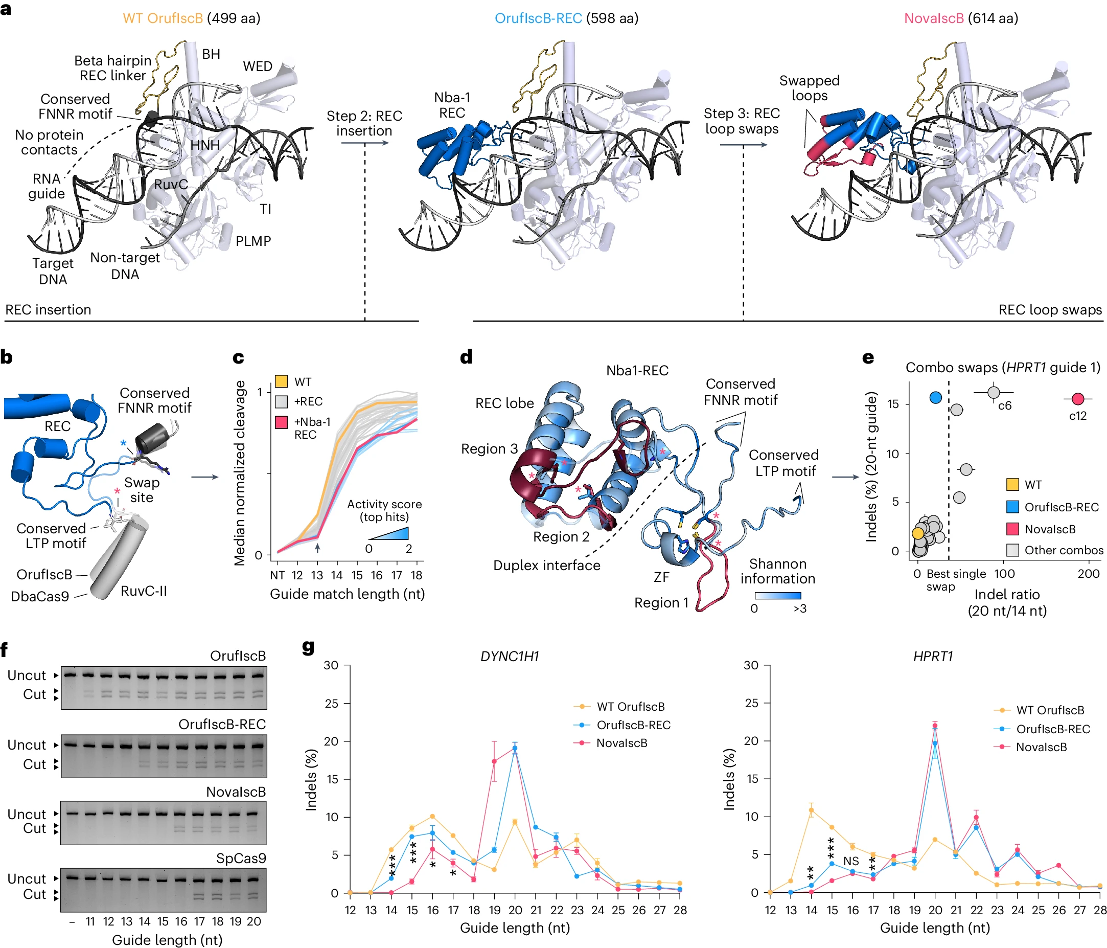 Rational Redesign of OrufIscB for Enhanced Editing Efficiency