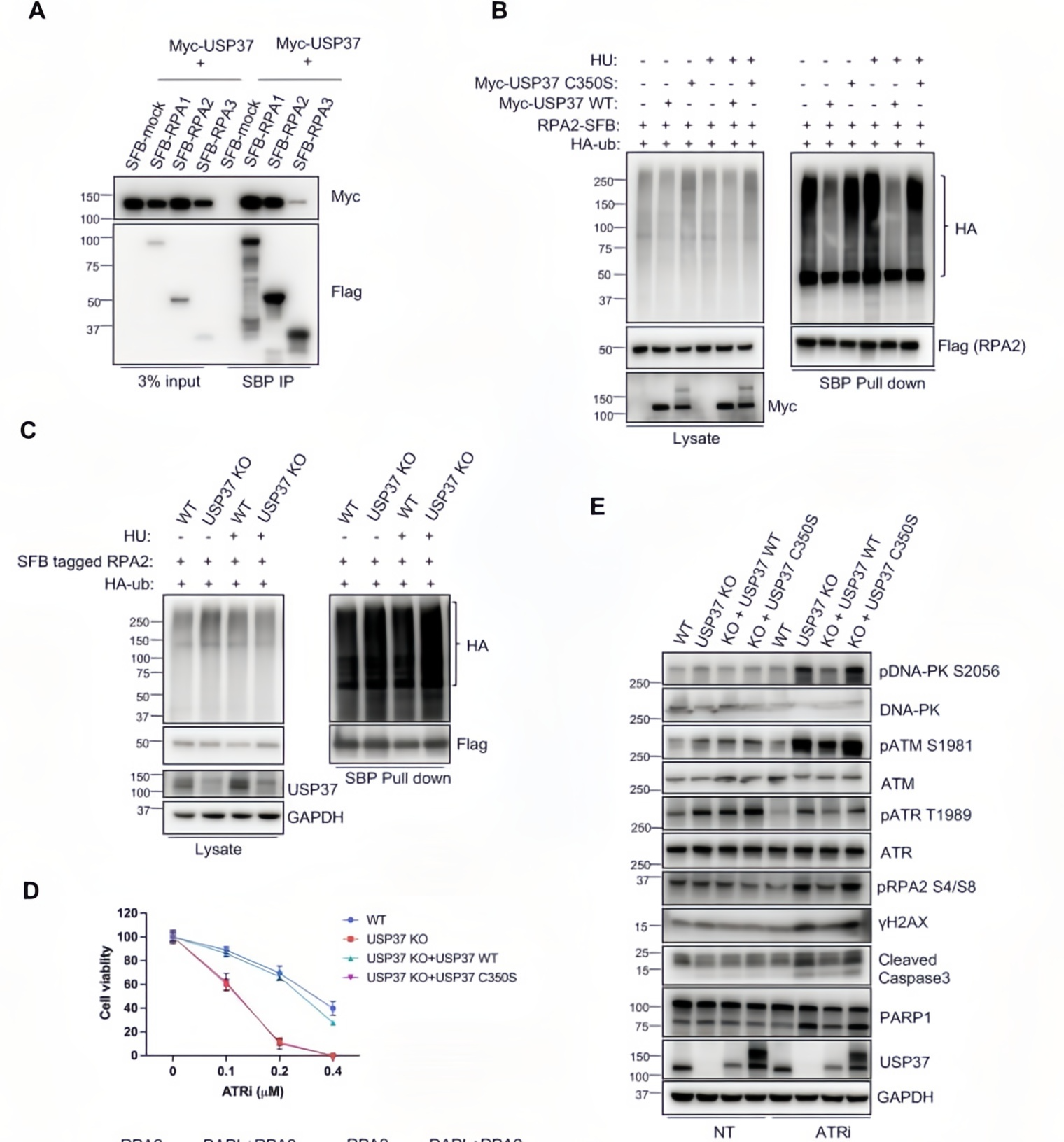 Functional validation of USP37 catalytic activity