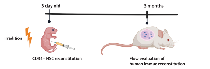 Schematic of human immune system reconstitution in NA mice.