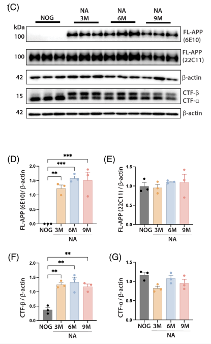 Protein expression analysis