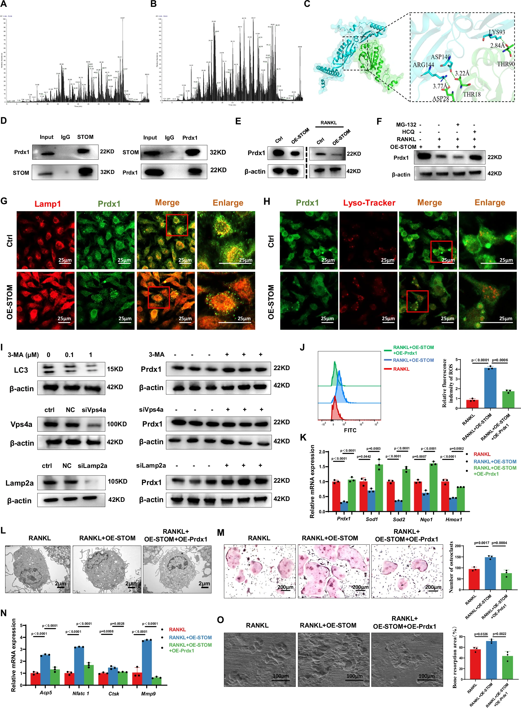 STOM-mediated degradation of Prdx1 regulates oxidative stress and osteoclast differentiation