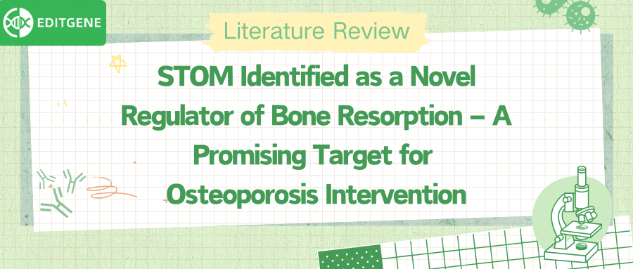 The Secret Behind Bone “Hollowing”? STOM Protein’s Unexpected Function Uncovered