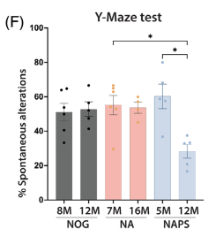 Behavioral tests (Y-maze)