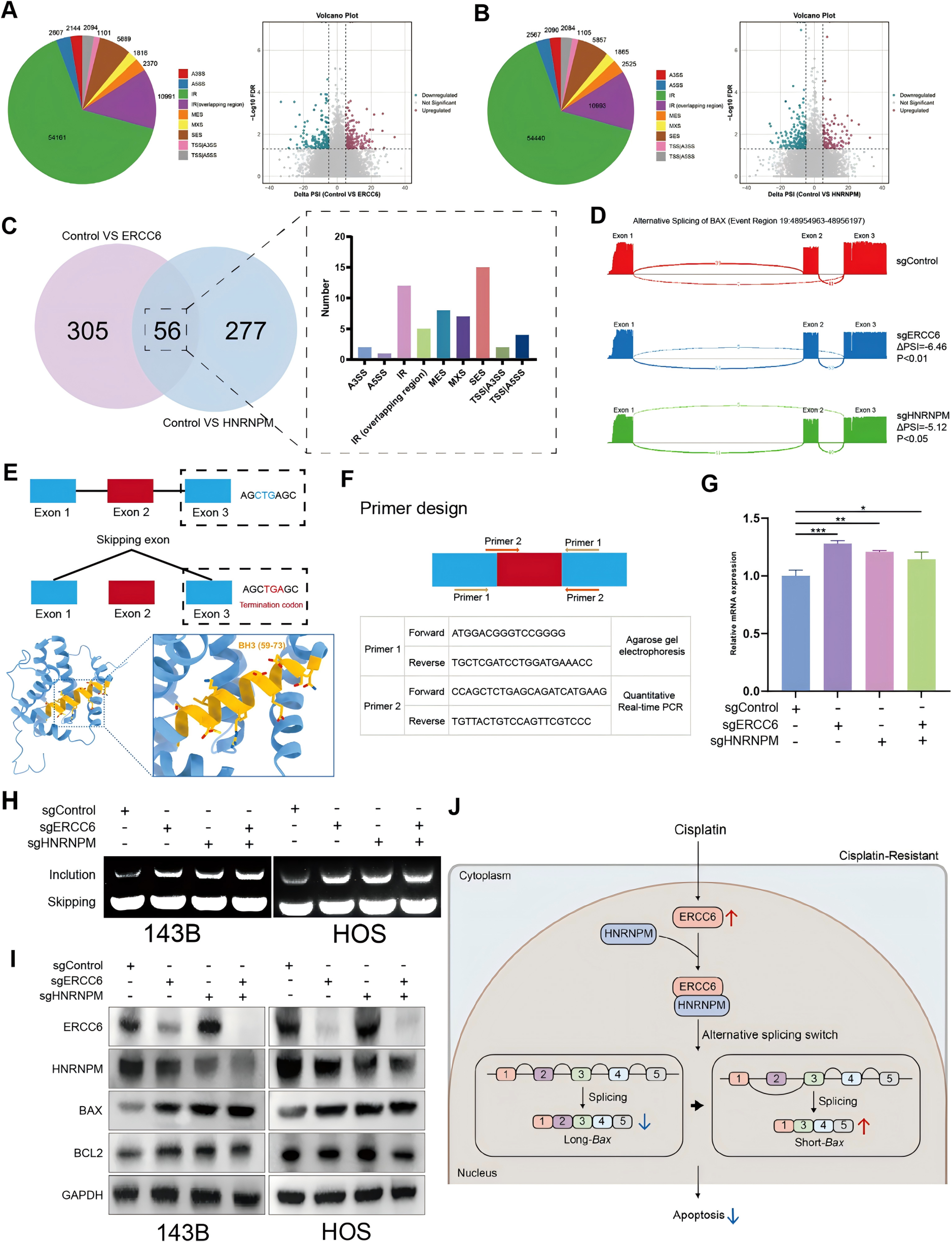 Regulation of alternative splicing by ERCC6 and HNRNPM