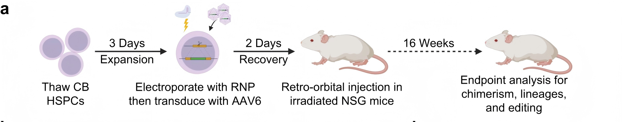 Long-term persistence and antibody expression of edited HSPCs in mice