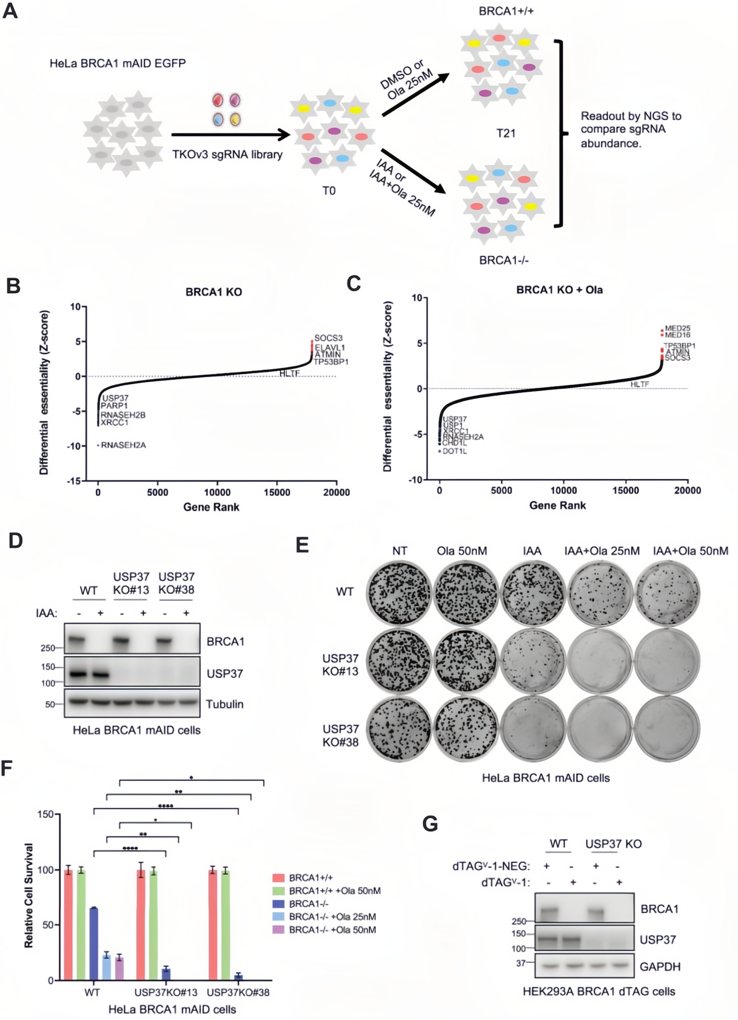 Impact of USP37 loss on cell viability in BRCA1-deficient cells