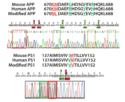 Sanger sequencing confirmed the successful replacement of pathogenic mutations (red box) and humanized nucleotide sequences (green box) in exon 16 of the mouse App gene and exon 5 of the Ps1 gene