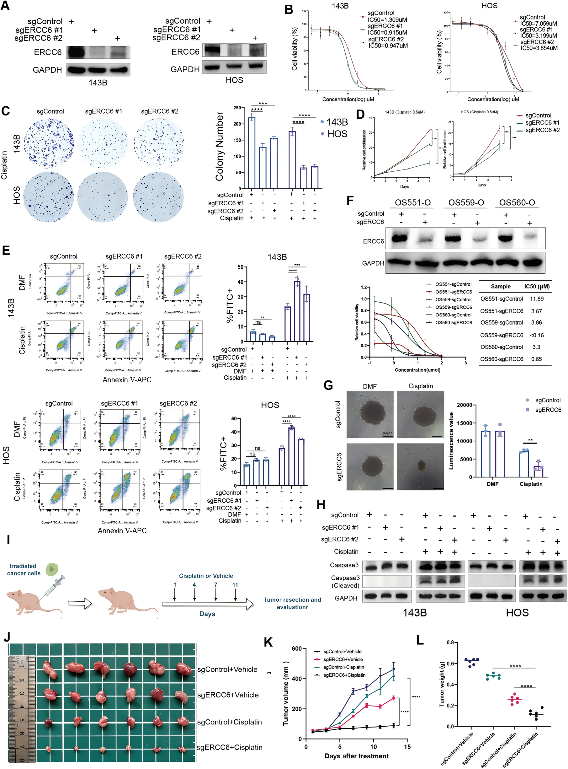 Functional validation of ERCC6 in cisplatin sensitivity