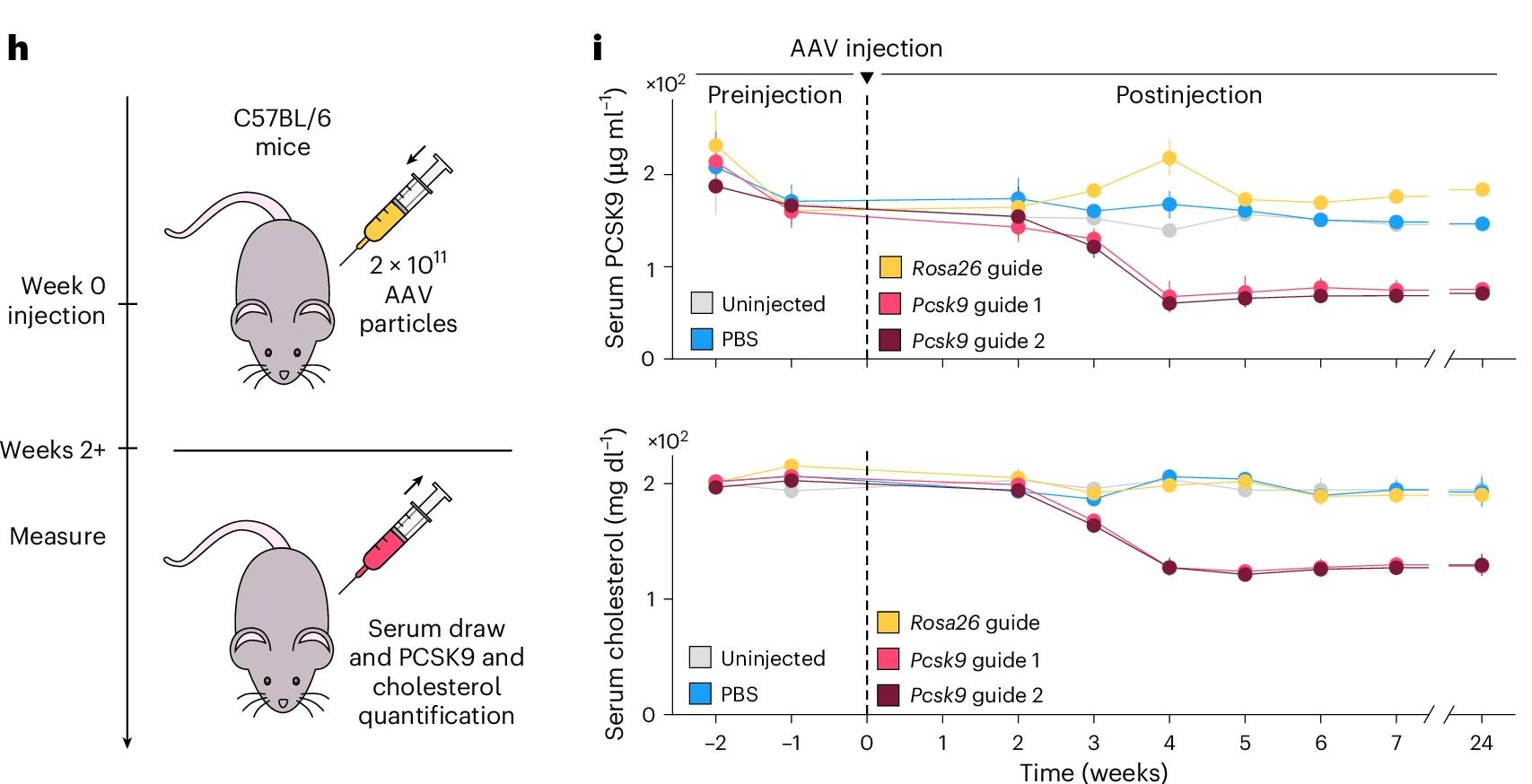 In Vivo Pcsk9 Suppression via AAV-Delivered OMEGAoff Experimental Design and Outcome Analysis