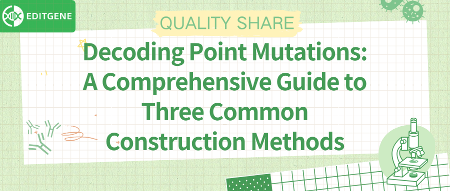 Unlocking gene editing tools: 3 efficient solutions for point mutation constructs explained in detail