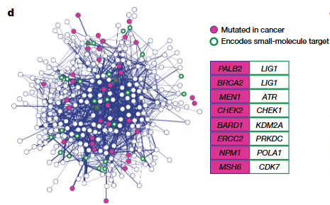 Synthetic lethality network map highlighting gene pairs that overlap with cancer mutations and small-molecule drug targets