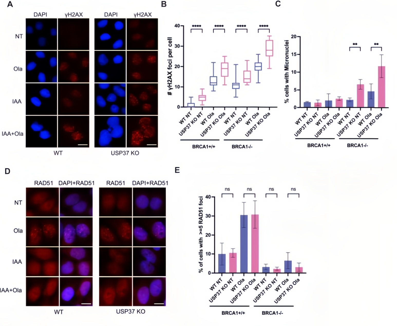 Effects of USP37 loss on genomic instability and replication fork stability in BRCA1-deficient cells