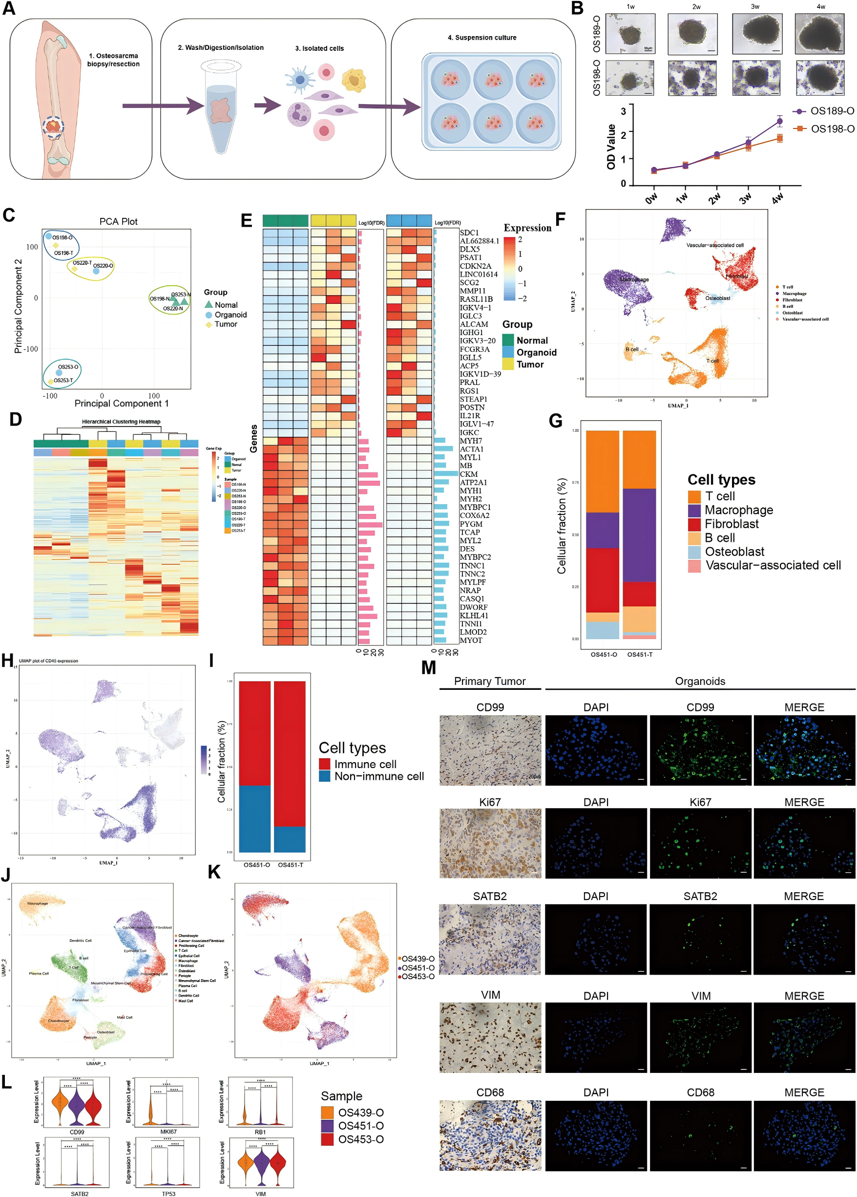Establishment and characterization of OSO