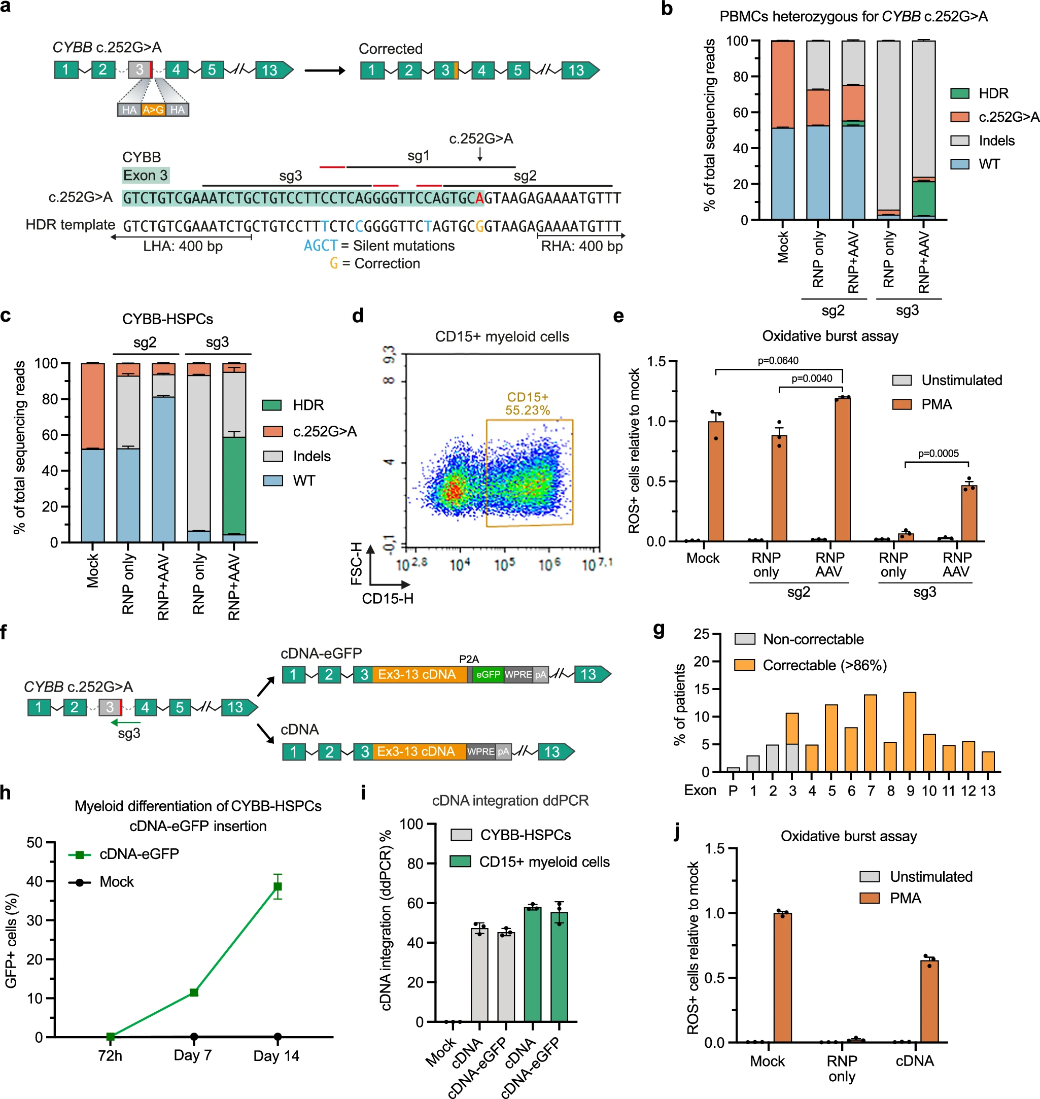 Allele-specific editing and cDNA insertion for CYBB correction