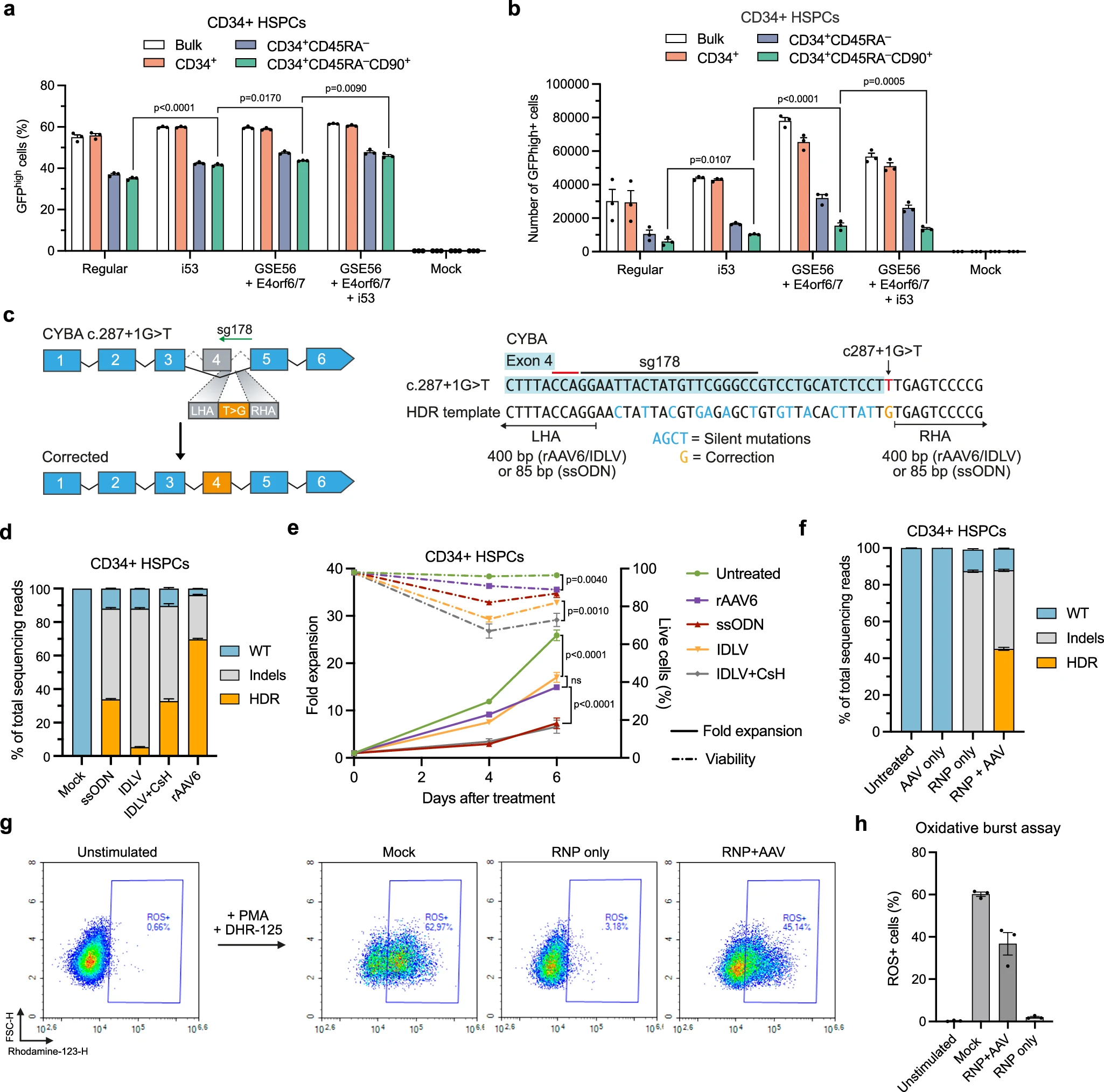 Optimized CYBA gene editing strategy