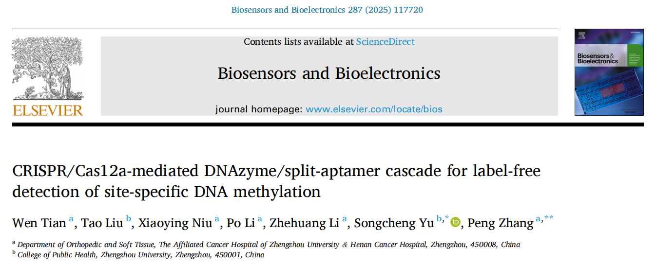 CRISPR/Cas12a-mediated DNAzyme/split-aptamer cascade for label-free detection of site-specific DNA methylation.