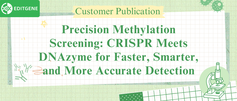 Precision Methylation Screening: CRISPR Meets DNAzyme for Faster, Smarter, and More Accurate Detection