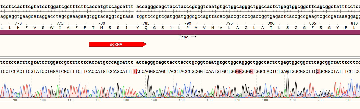 Sanger sequencing alignment of mouse tongue organoids (specific gene)
