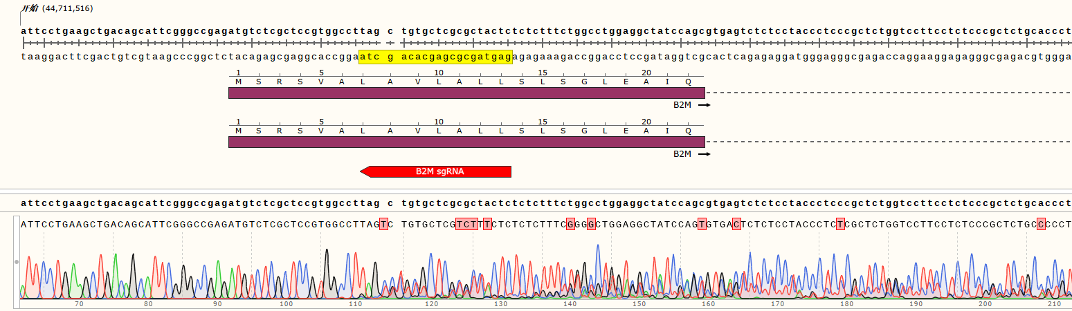 Sanger sequencing alignment of hIPSC-B4 cells (B2M)
