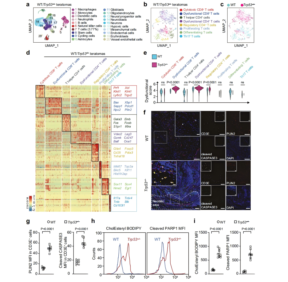 Molecular characterization of infiltrating T cells in teratomas by single-cell RNA sequencing