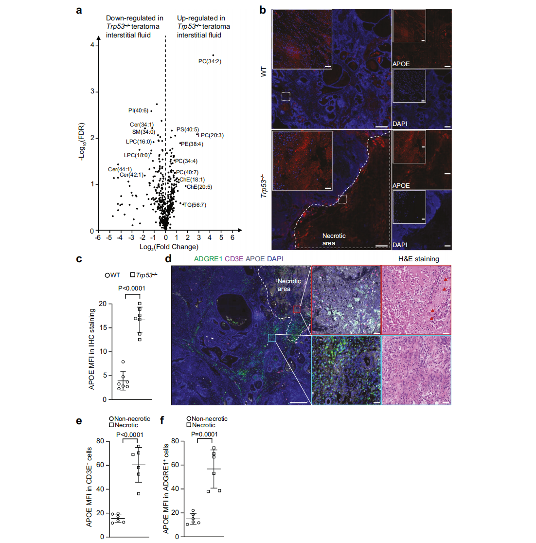 Necrotic teratoma cells release APOE lipid particles into the tumor microenvironment
