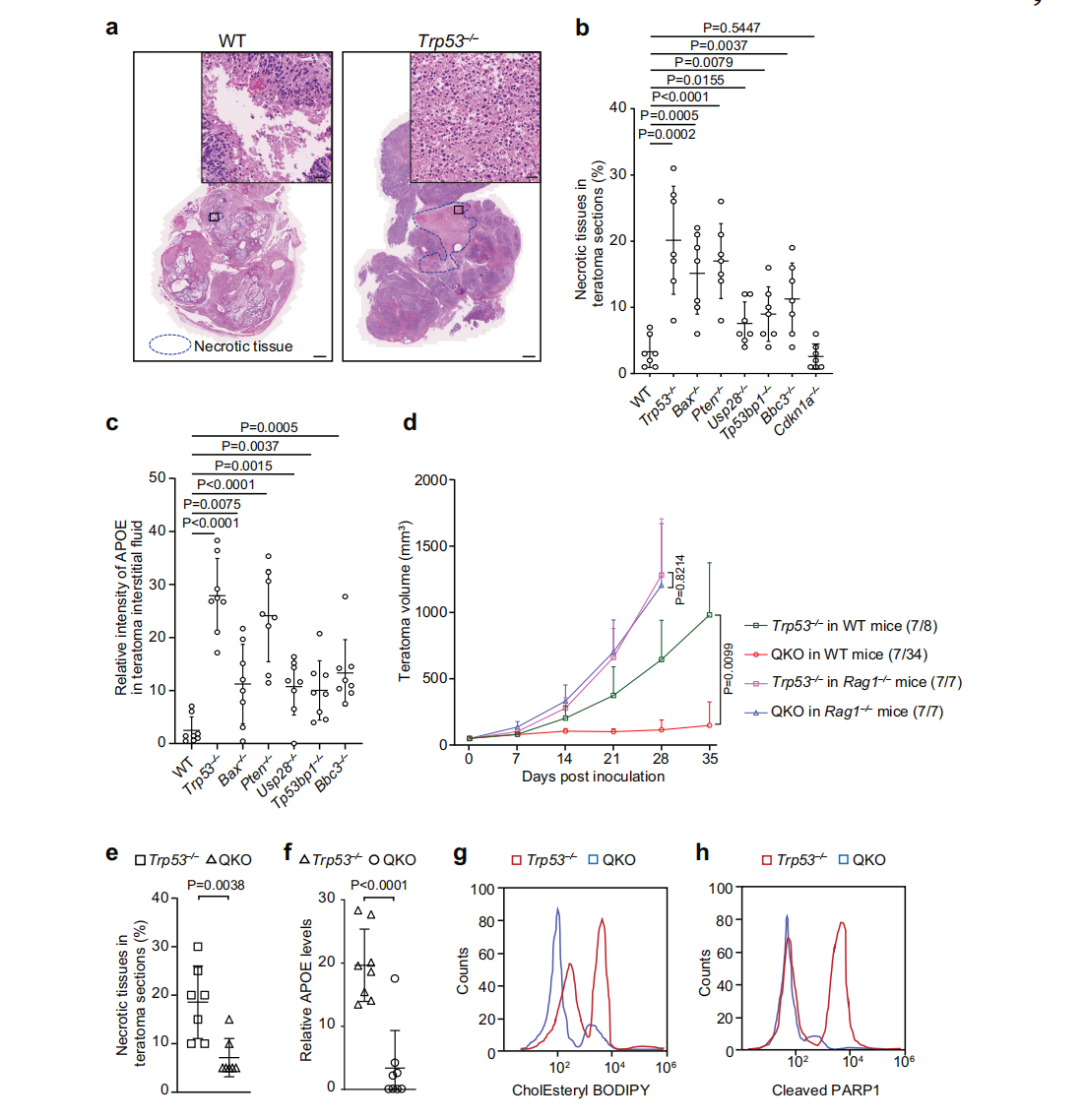Blocking necrosis eliminates immune evasion in Trp53⁻/⁻ teratomas