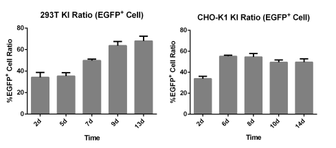 EGFP mRNA expression in CHO-K1/HEK293T-EGFP cells remained stable across multiple passages