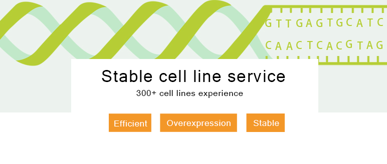 Stable Cell Line