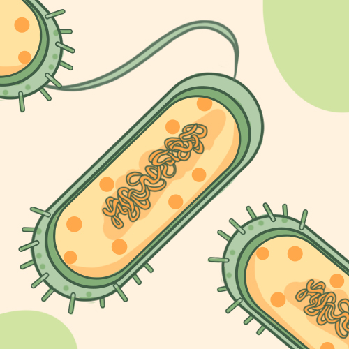 Protein purification platform