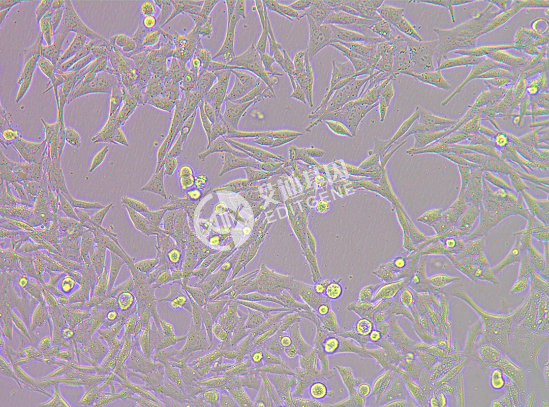 STUB1 knockout cell line (MB49)