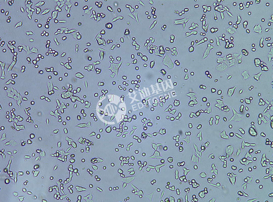 TP53 knockout cell line (HCT116)