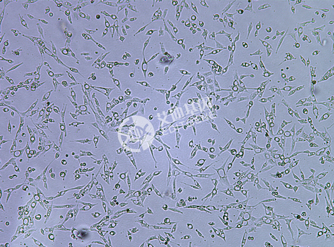 trpv5 knockout cell line (CaCO-2)