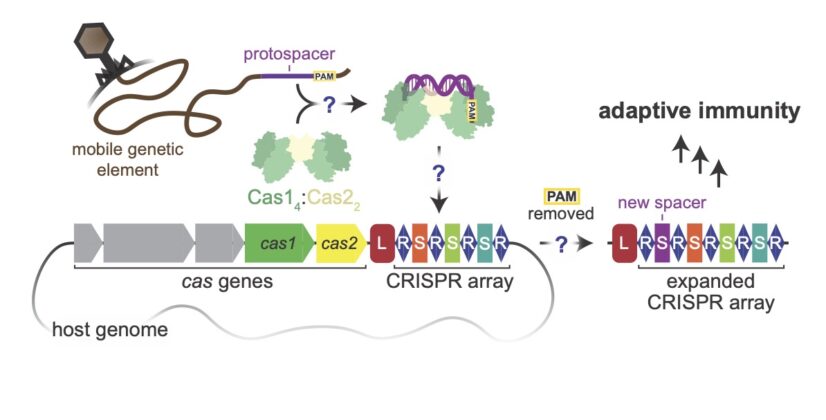 How CRISPR works