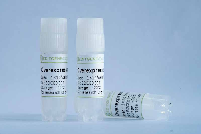 TFE3 stable cell line(KGN)
