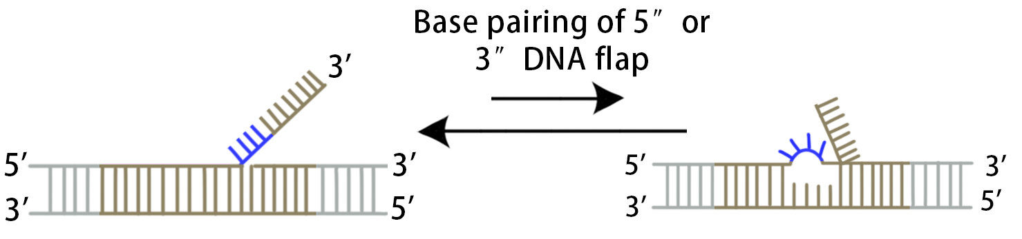 crispr cas9 point mutation workflow