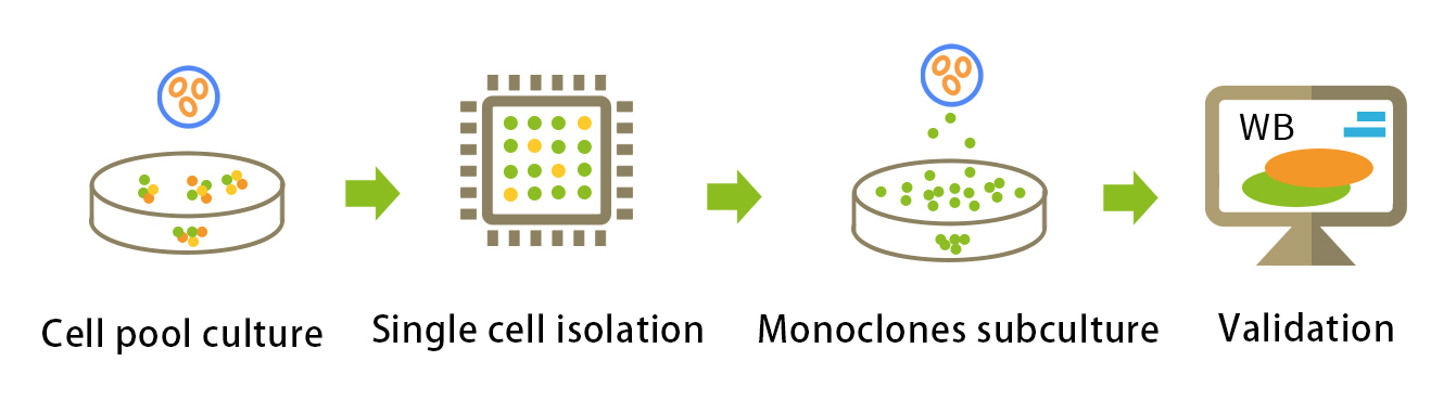single cell clone isolation workflow