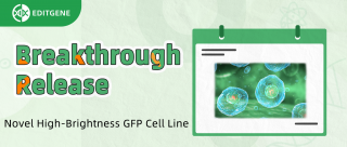 Breakthrough Release: Novel High-Brightness GFP Cell Line